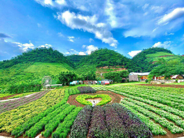 MỘC CHÂU - SĂN MÂY TÀ XÙA (2 NGÀY 1 ĐÊM)
