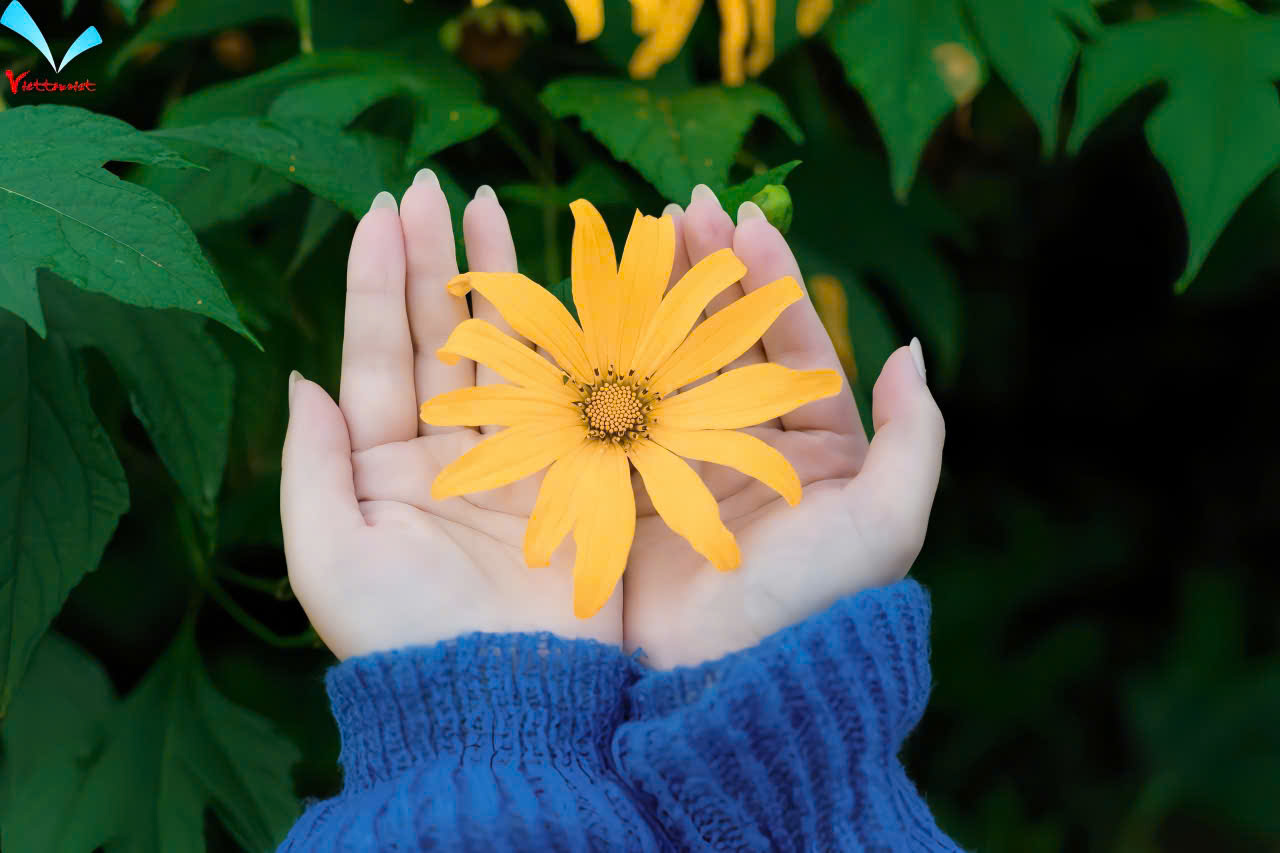 NGẮM HOA DÃ QUỲ - LÀNG CỔ ĐƯỜNG LÂM (01 NGÀY) - Ảnh 5